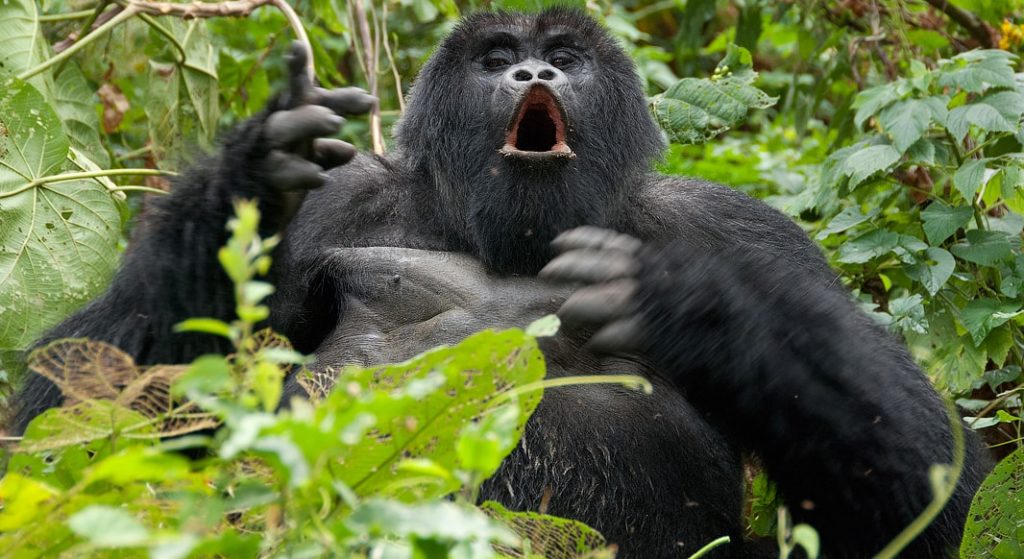 3 Days Gorilla Trekking Uganda