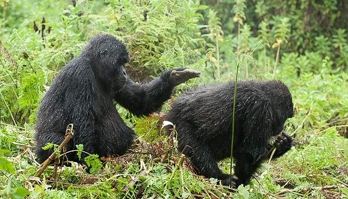 3 Days Gorilla Trekking Mgahinga