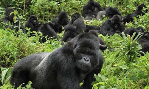 Gorillas in Rwanda Tours